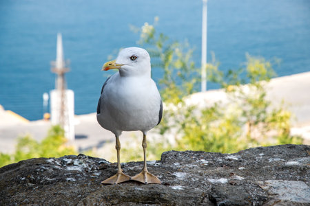 Seagull standing on a rock against the background of the sea
