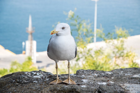 Seagull standing on a rock with the sea in the backgroundの写真素材