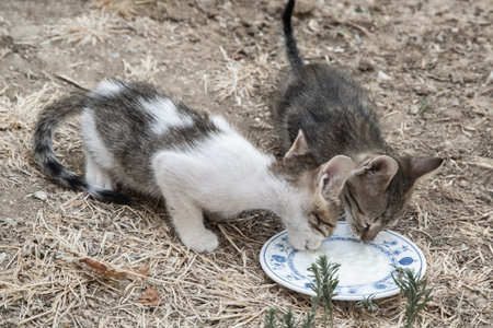 Young abandoned kittens share food outdoors, highlighting compassion, rescue efforts, and the importance of responsible pet adoptionの写真素材