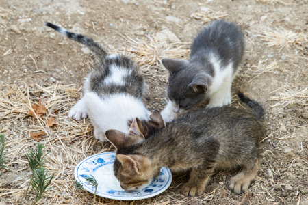 Young abandoned kittens share food outdoors, highlighting compassion, rescue efforts, and the importance of responsible pet adoptionの写真素材