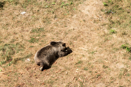 A rescued brown bear walks and rests peacefully in a protected sanctuary environment dedicated to rehabilitation and careの写真素材