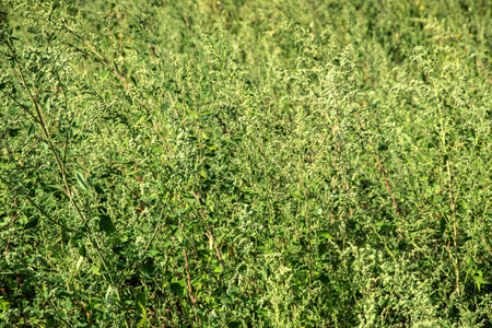 Dense wild green meadow plants creating natural textured background suitable for design, nature themes or ecological conceptsの写真素材
