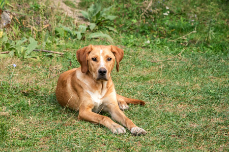Brown dog sitting on the grass in the garden. Selective focus.