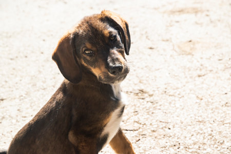 Small brown puppy exploring rural surroundings on a sunny day, standing and sitting on natural ground and vegetationの写真素材
