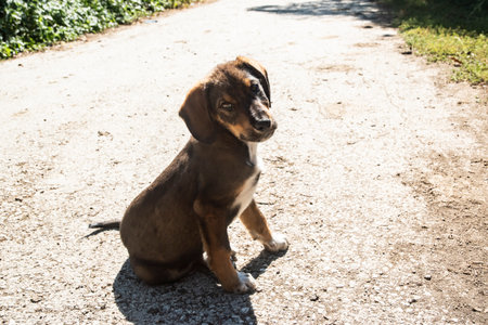 Small brown puppy exploring rural surroundings on a sunny day, standing and sitting on natural ground and vegetationの写真素材