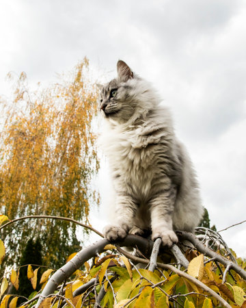 Fluffy gray cat climbing on tree branches outdoors during autumn, looking alert and curious in natural daylightの写真素材