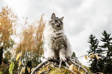 Fluffy gray cat climbing on tree branches outdoors during autumn, looking alert and curious in natural daylightの写真素材