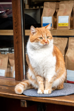 Friendly ginger street cat resting outside neighborhood coffee shop, symbolizing community care and urban animal welfare.の写真素材