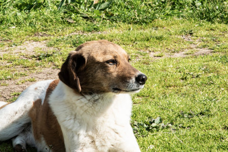 Friendly mixed breed dog resting in sunny rural yard, countryside lifestyle and animal companionship...