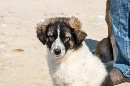 Curious mixed breed dog sitting beside man on sandy beach, expressing trust, calm companionship and...