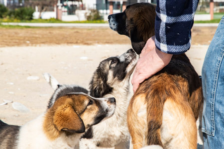 man stroking a group of dogs in the beach