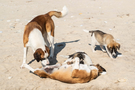 Group of friendly mixed breed dogs playing on sunny beach sand, symbolizing freedom, joy,...