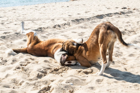 Group of friendly mixed breed dogs playing on sunny beach sand, symbolizing freedom, joy,...