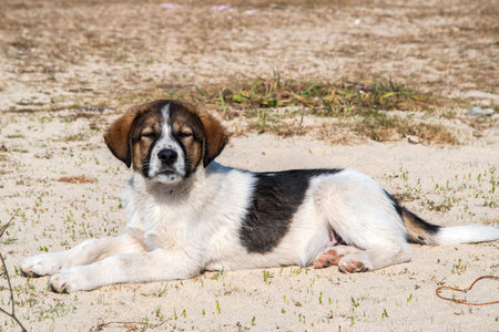 Adorable mixed breed puppy resting on sandy beach in sunlight, symbolizing innocence, trust and...