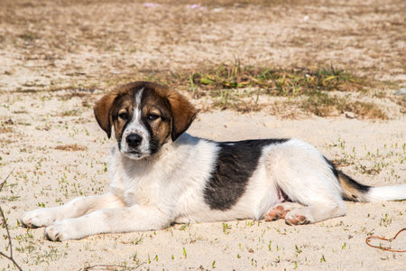Adorable mixed breed puppy resting on sandy beach in sunlight, symbolizing innocence, trust and...