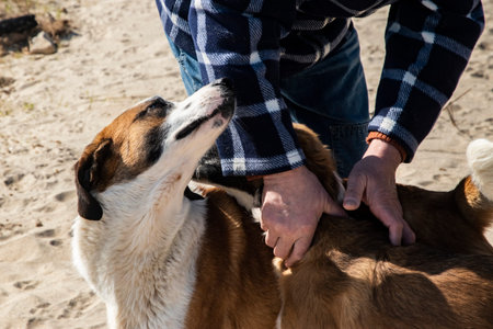 Man showing affection to friendly mixed breed dogs on sandy beach, symbolizing compassion, trust and human animal bond.の写真素材