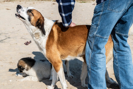 Man showing affection to friendly mixed breed dogs on sandy beach, symbolizing compassion, trust and...