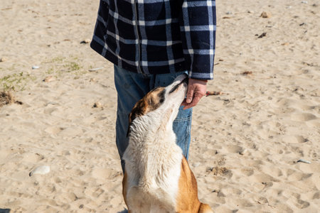A man's hand stroking a dog on a sandy beach. Mixed breed dog affectionately leaning on man at sunny...