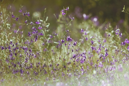 small violet flowers on a purple backgroundの写真素材
