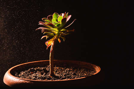 Extra close-up of indoor blooming houseplant with water dropsの写真素材