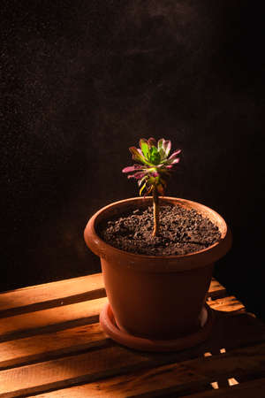 Vertical still life of indoor blooming houseplant in flower pot on wooden box in studio with sun lightsの写真素材