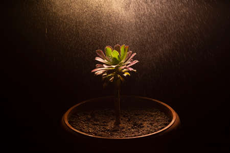 Nice creative shot and close-up of indoor blooming houseplant. Watering houseplant, water splash above the houseplantの写真素材