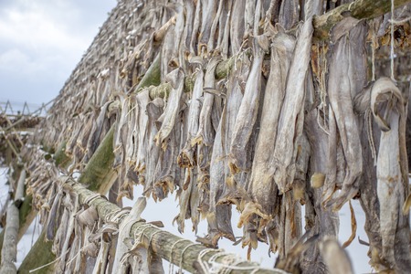 The fish is dried on special stands in the old Norwegian traditions, dried in the fresh air, fresh fish, fishing settlementsの写真素材