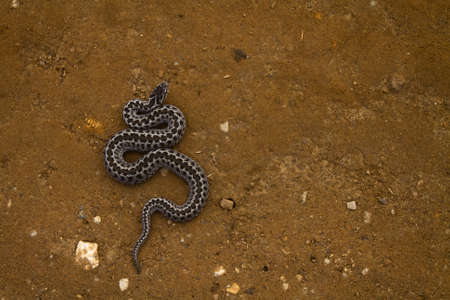 A shot of a snake crawling on the ground with a blurred background