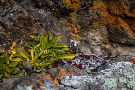 A closeup shot of a green plant growing on a rock with mossの写真素材