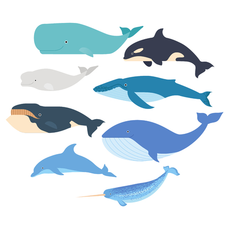 Whales and dolphin set. Marine mammals illustration. Narwhal, blue whale, dolphin, beluga whale, humpback whale, bowhead and sperm whale vector isolatedのイラスト素材