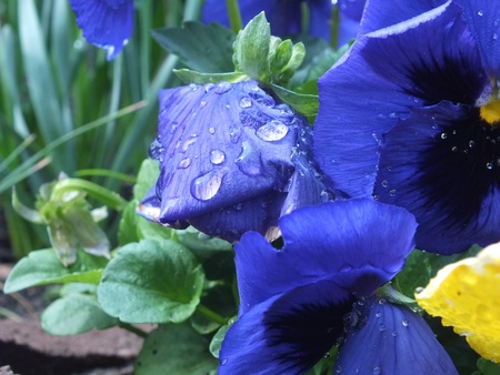 After rainの写真素材