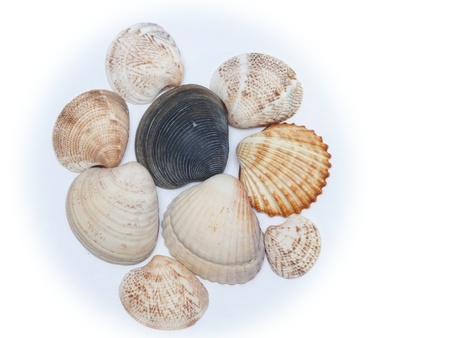 Macro picture from shellfish with white backgroundの写真素材