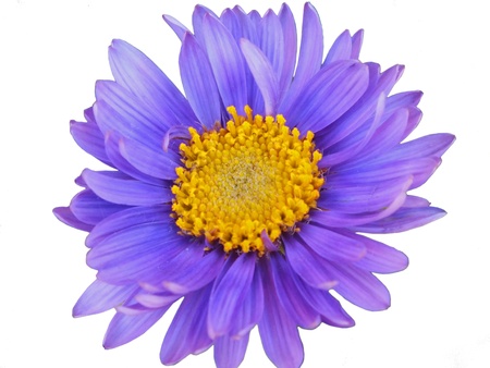 Blue flower with white backgroundの写真素材