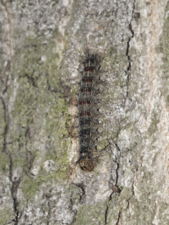 A caterpillar hanging on a treeの写真素材