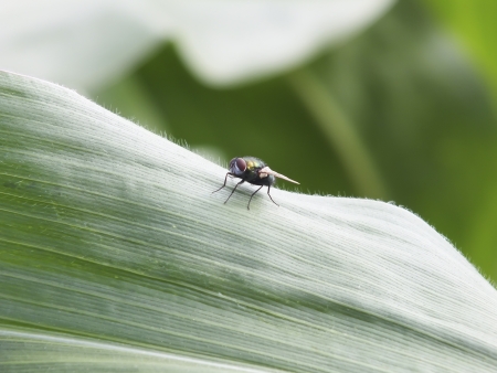 A hosefly is land on a green leaf