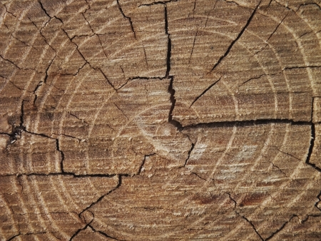 Close up picture from growth ring on a treeの写真素材