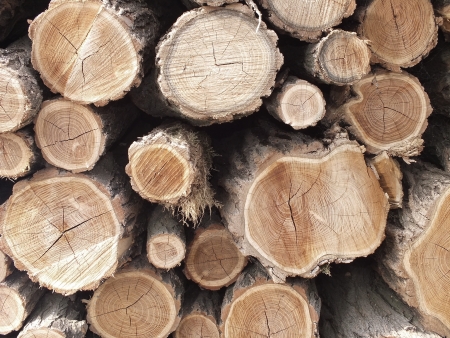 Acacia logs are stored for the long winter ain Hungaryの写真素材