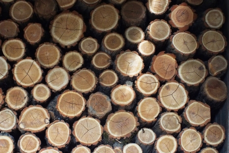 Acacia logs are stored for the long winter ain Hungaryの写真素材