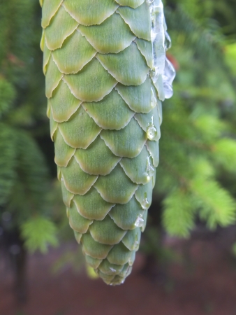 Cone with resinの写真素材