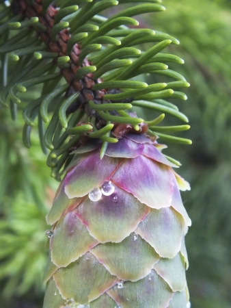 Cone with resinの写真素材