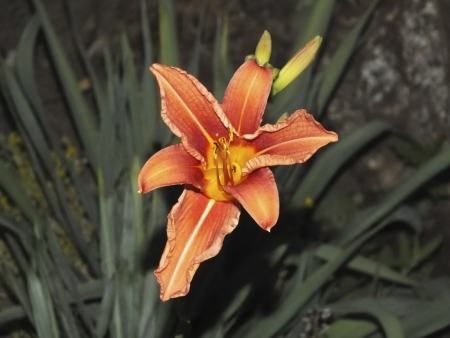 Wilted lilly at nightの写真素材