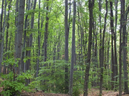 In the deep of the forestの写真素材