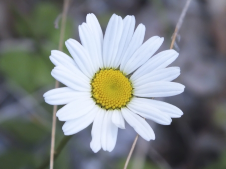 White margueriteの写真素材