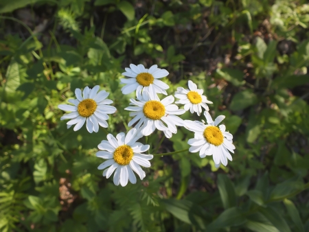 White wild margueritesの写真素材