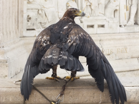 Eagle in the Castle in Budaの写真素材
