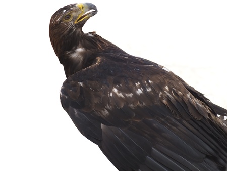 Eagle in the Castle in Budaの写真素材