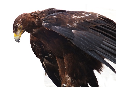 Eagle in the Castle in Budaの写真素材