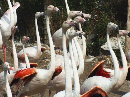 Pink flamingos are walking in a zoo in Hungaryの写真素材
