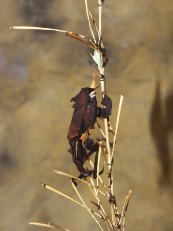 Mantis is hiding on a leafの写真素材