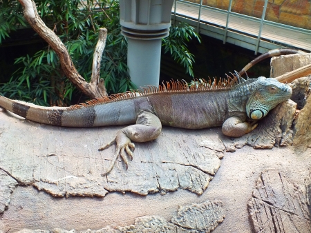 Leguan (Iguana)の写真素材